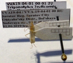 Trigonotylus ruficornis