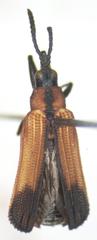 Image of Chalepus assmanni