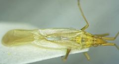 Trigonotylus ruficornis