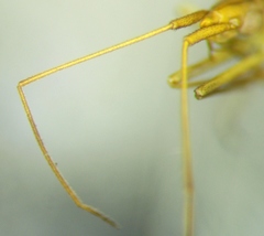 Trigonotylus ruficornis