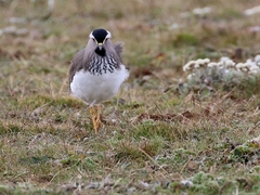 Vanellus melanocephalus