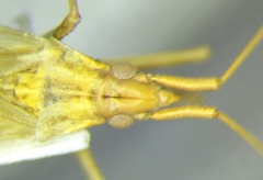 Trigonotylus ruficornis