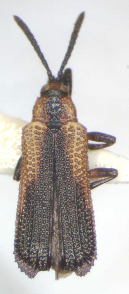 Uroplata sculptilis