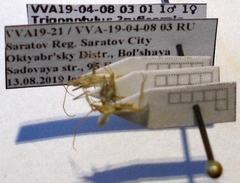 Trigonotylus ruficornis