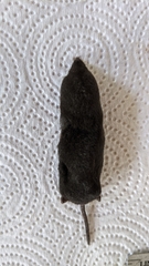 Cryptotis nigrescens