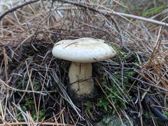 Clitopaxillus alexandri