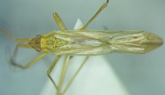 Trigonotylus ruficornis