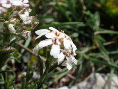 Iberis saxatilis