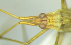 Trigonotylus ruficornis