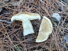 Clitopaxillus alexandri