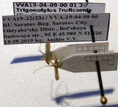 Trigonotylus ruficornis