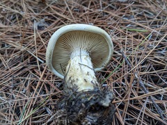 Clitopaxillus alexandri