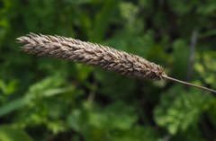 Phleum exaratum