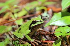 Hyla euphorbiacea