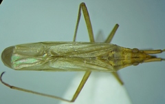Trigonotylus ruficornis