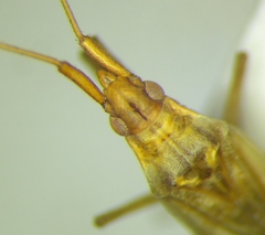 Trigonotylus ruficornis