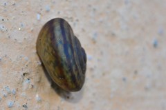Tacheocampylaea raspailii