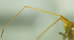 Trigonotylus ruficornis