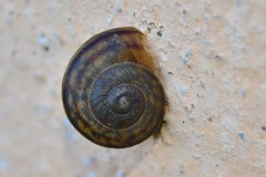 Tacheocampylaea raspailii