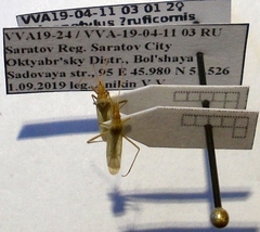 Trigonotylus ruficornis