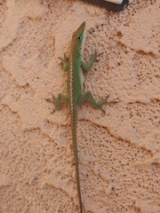 Anolis carolinensis