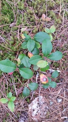 Gaultheria procumbens image