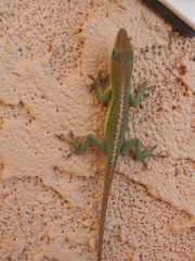 Anolis carolinensis