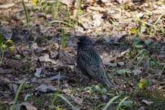 Sturnus vulgaris