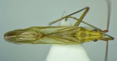 Trigonotylus ruficornis
