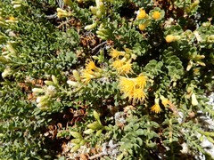 Ericameria cuneata cuneata