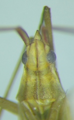 Trigonotylus ruficornis