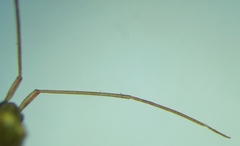 Trigonotylus ruficornis