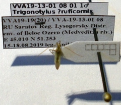 Trigonotylus ruficornis