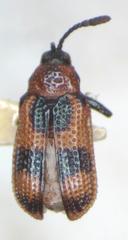 Microrhopala pulchella