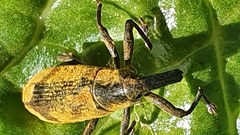 Gasteroclisus