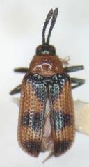 Microrhopala pulchella