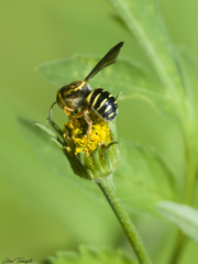 Epanthidium tigrinum
