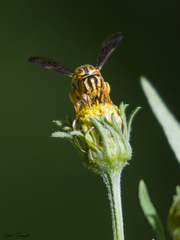 Epanthidium tigrinum