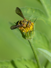 Epanthidium tigrinum