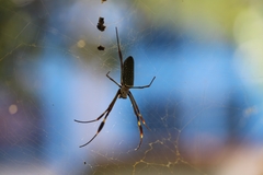 Trichonephila clavipes