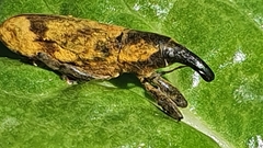 Gasteroclisus