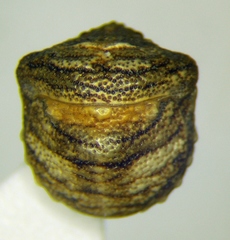 Vilpianus galii