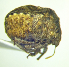 Vilpianus galii