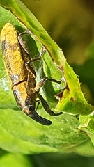 Gasteroclisus