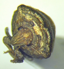 Vilpianus galii
