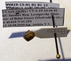 Vilpianus galii