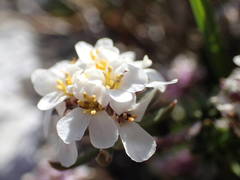 Iberis saxatilis