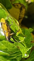 Gasteroclisus