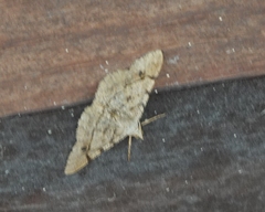 Frederickia flaviterminata