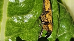 Gasteroclisus